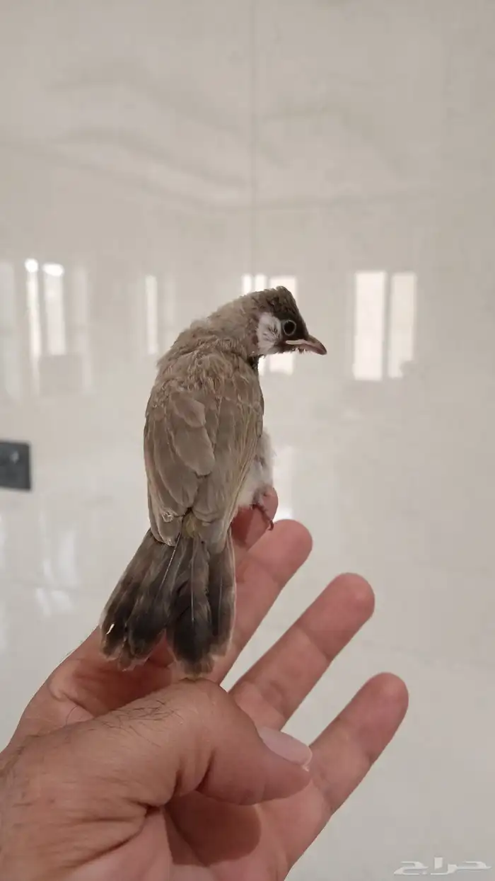 بلبول نهاية غر 4