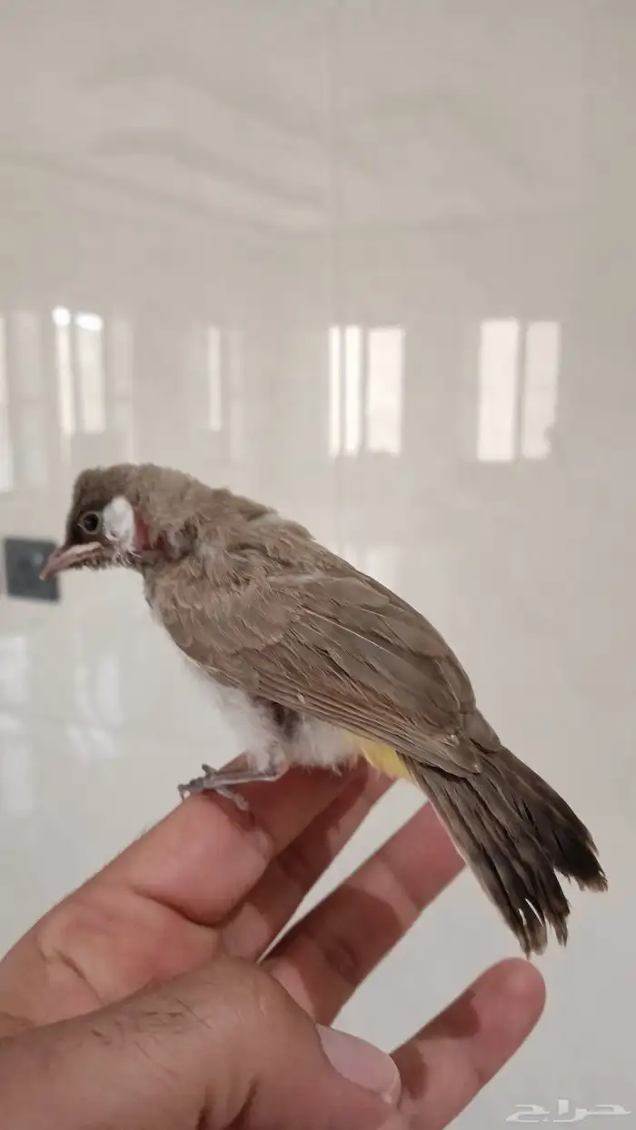 بلبول نهاية غر 0