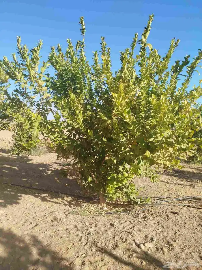 يوجد لدينا يوسف فندي ليمون برتقال بو صره تين رمان عنب وجميع 6