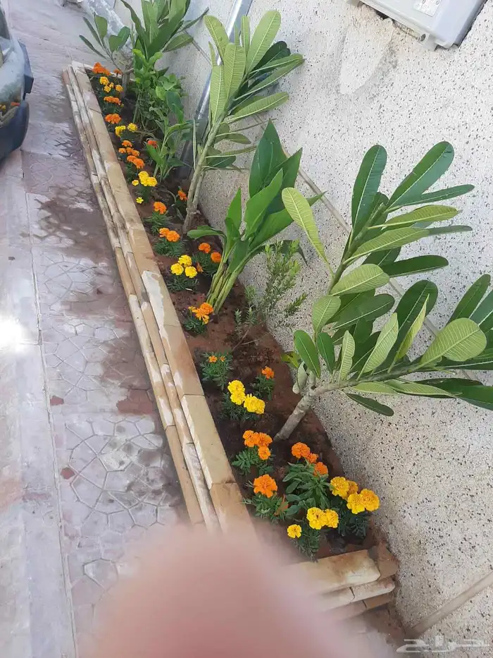 بديل الخشب الخارجي وتركيب الثيل 8