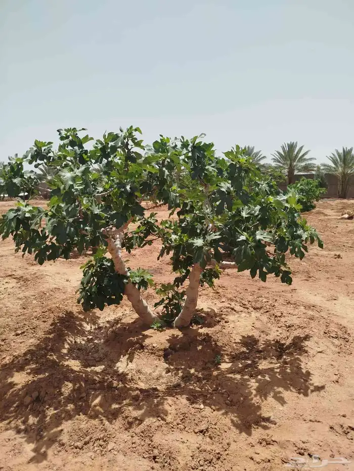 يوجد لدينا يوسف فندي ليمون برتقال بو صره تين رمان عنب وجميع 4