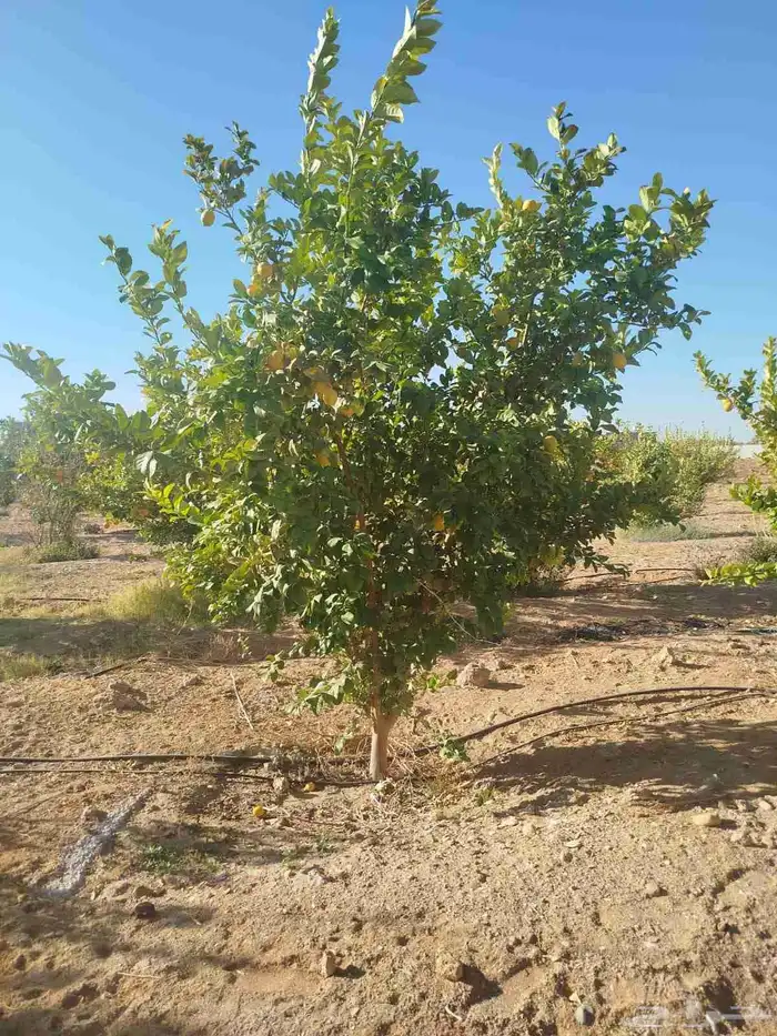 يوجد لدينا يوسف فندي ليمون برتقال بو صره تين رمان عنب وجميع 8