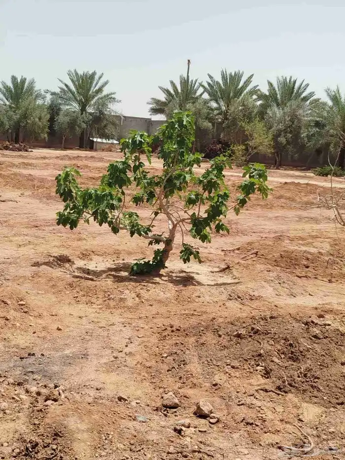 يوجد لدينا يوسف فندي ليمون برتقال بو صره تين رمان عنب وجميع 5