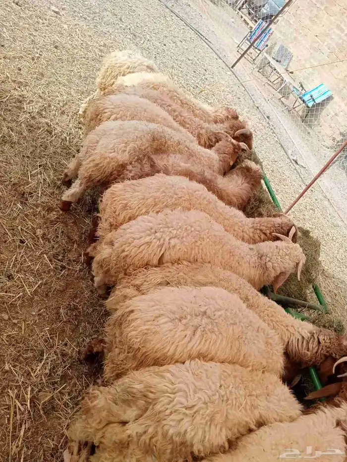 غنم نعيمي وساكنين متوفر بشبوك الباحه معشوقه 3