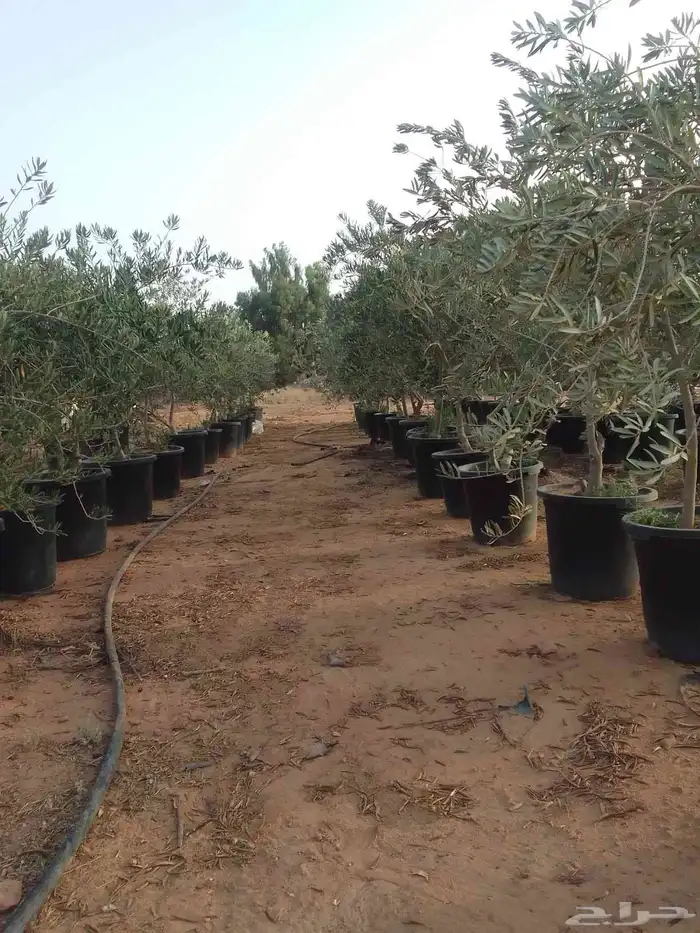 اشجار زيتون نبالي زيتون محصن زيتون بسعر مناسب جدان 0