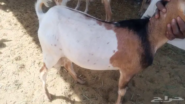 طليان وتبوس تربيه مزرعه اضاحي 2