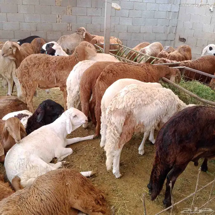 اغنام ضحاي 0