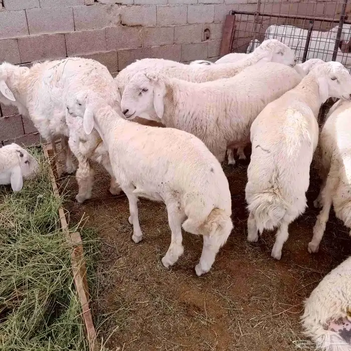 اغنام ضحاي 5