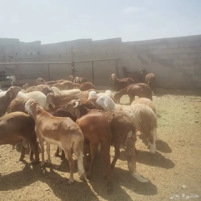 غنم اضاحي 2