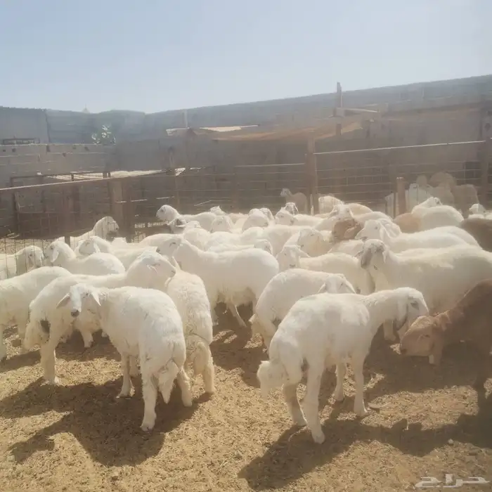 غنم اضاحي 0