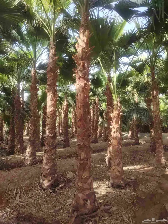 نخل وشنطني للبيع جميع أنواع المقاسات 2