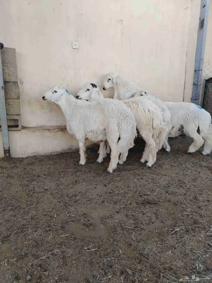 اضاحي حريات فاخره وجبره 3