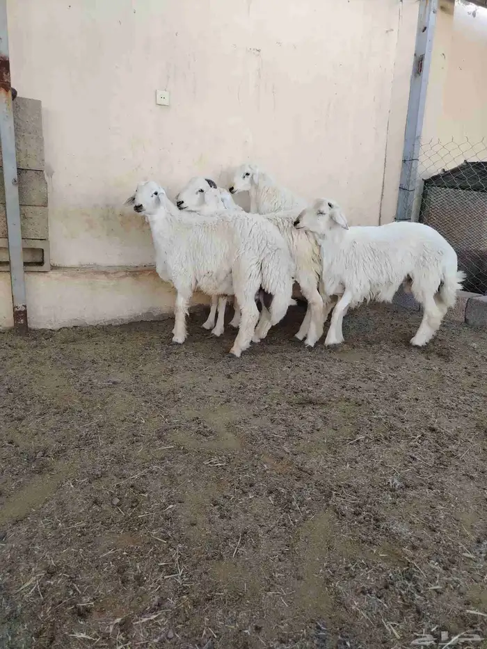 اضاحي حريات فاخره وجبره 2