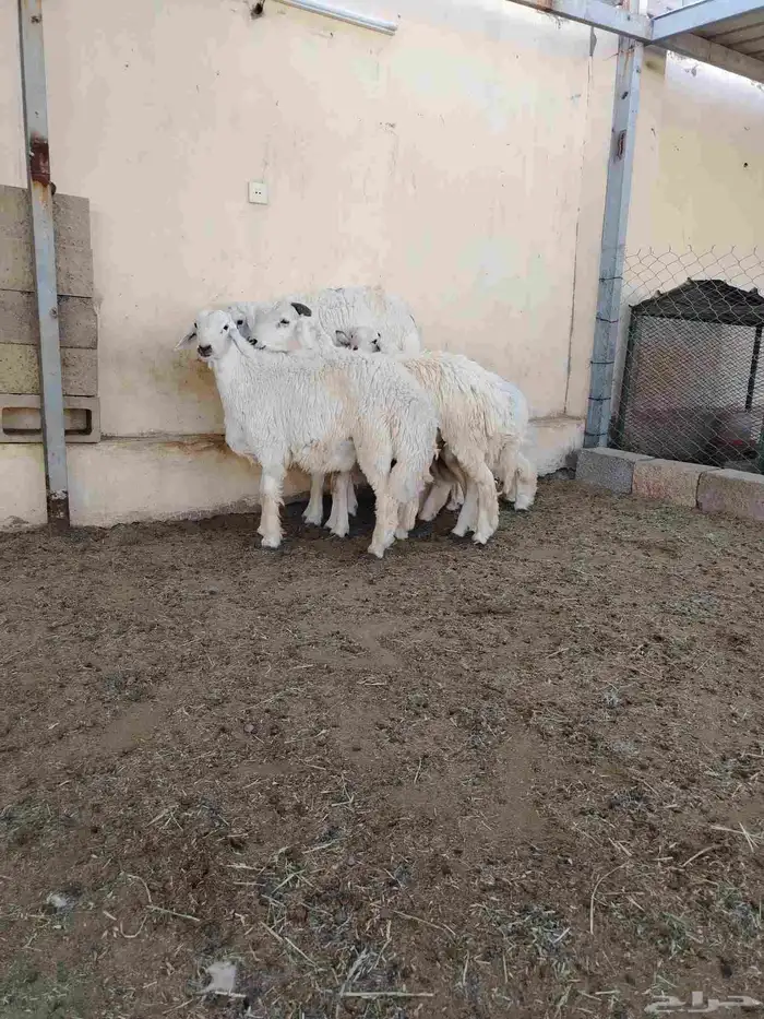 اضاحي حريات فاخره وجبره 4