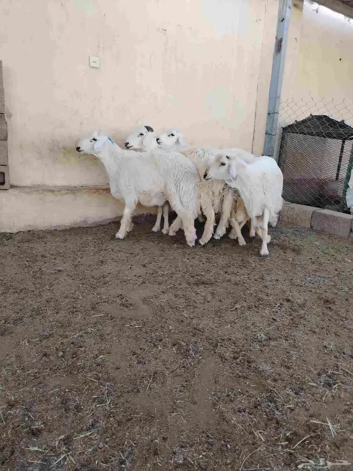 اضاحي حريات فاخره وجبره 5