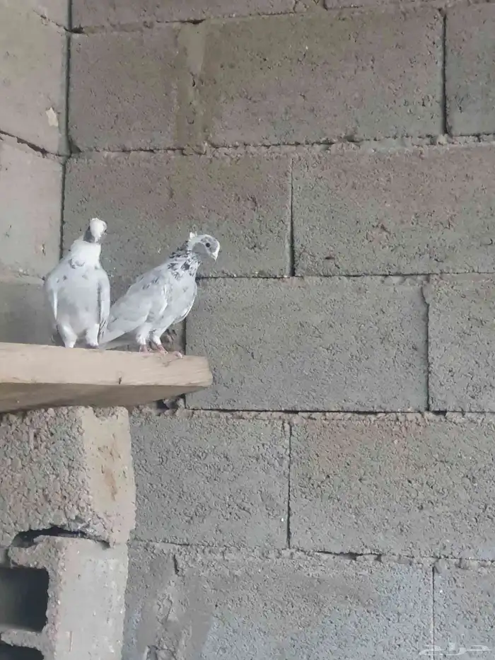 حمام قطيفي زوج 4