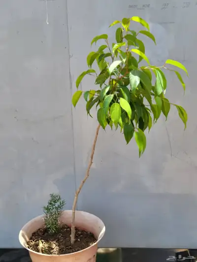 نباتات داخليه 2