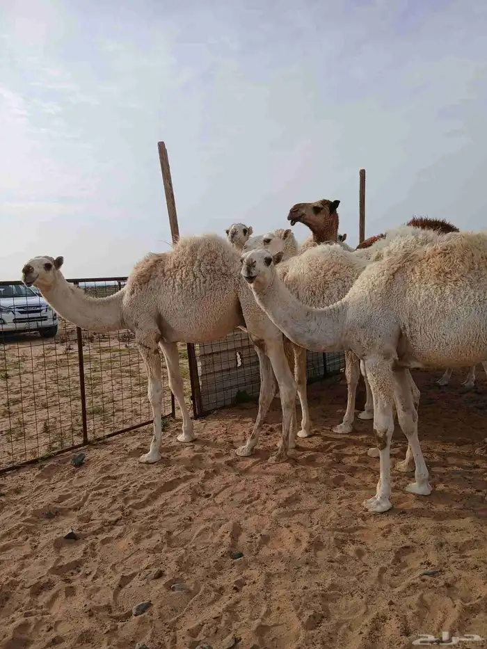 حشو 8 قعدان من 6500 0