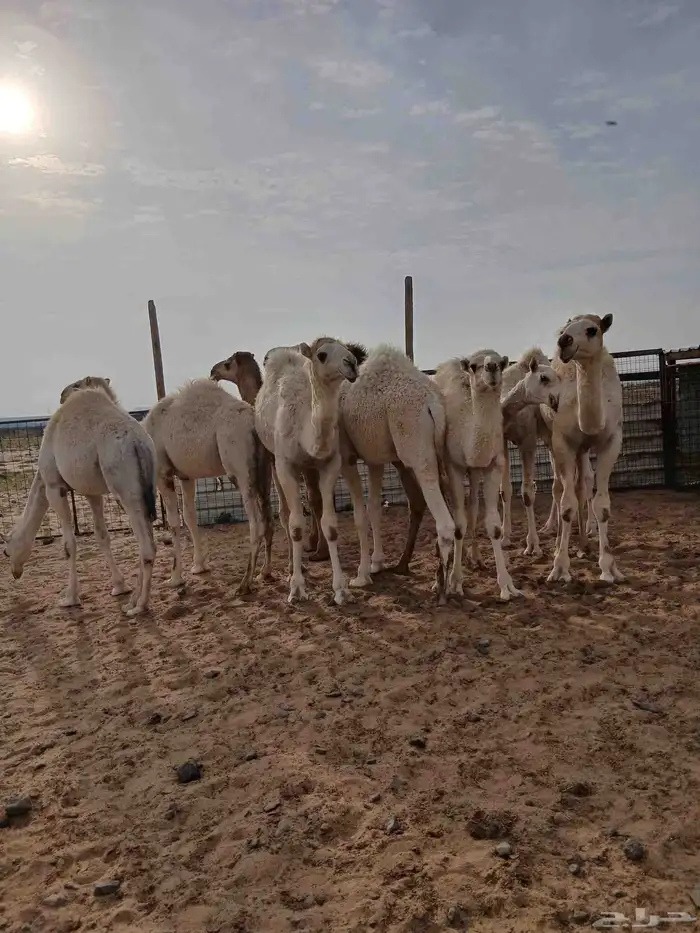 حشو 8 قعدان من 6500 2