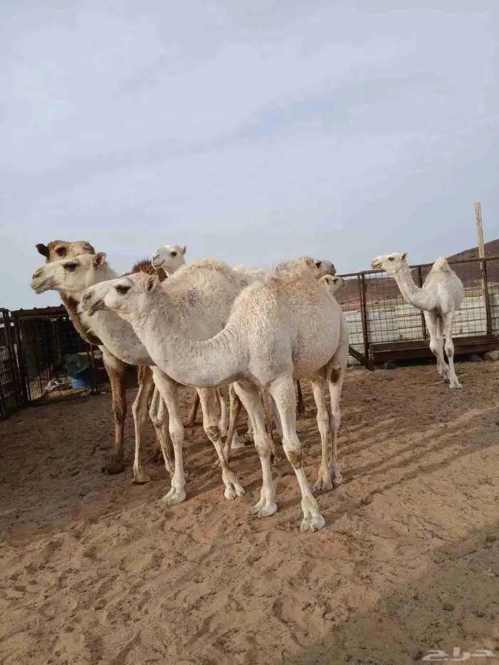 حشو 8 قعدان من 6500 3