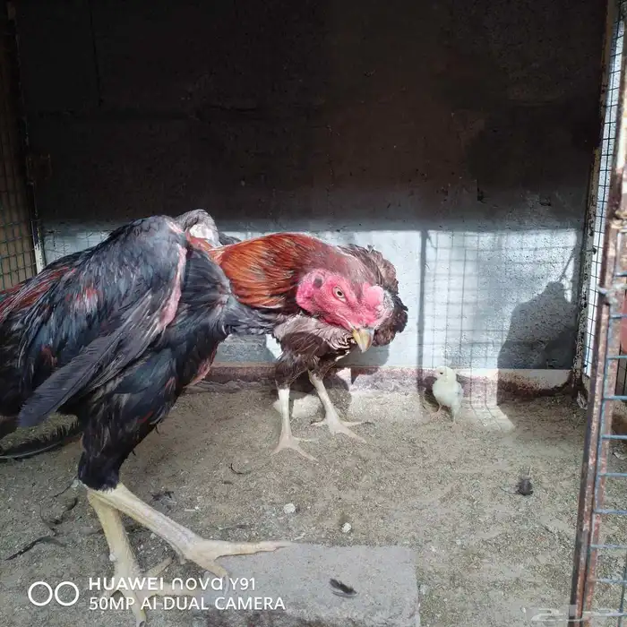 للبيع الموقع الاحساء الشرقية 5