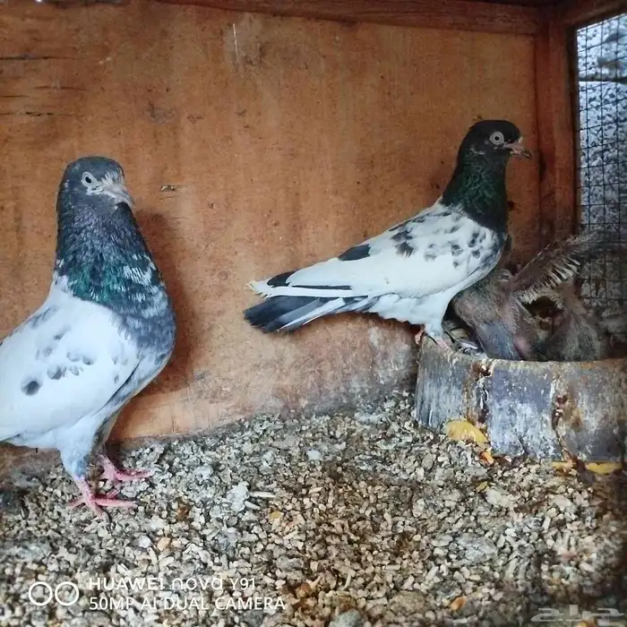 للبيع الموقع الاحساء الشرقية 8