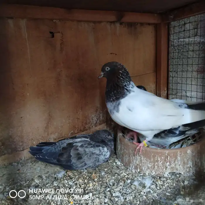 للبيع الموقع الاحساء الشرقية 4