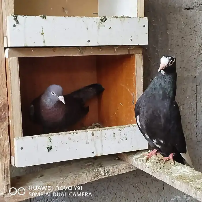 للبيع الموقع الاحساء الشرقية 7