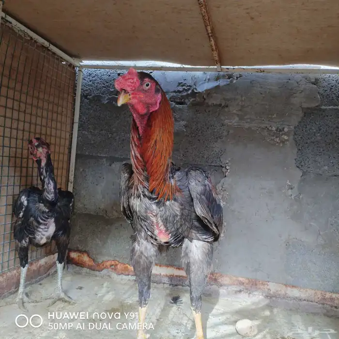 للبيع الموقع الاحساء الشرقية 9