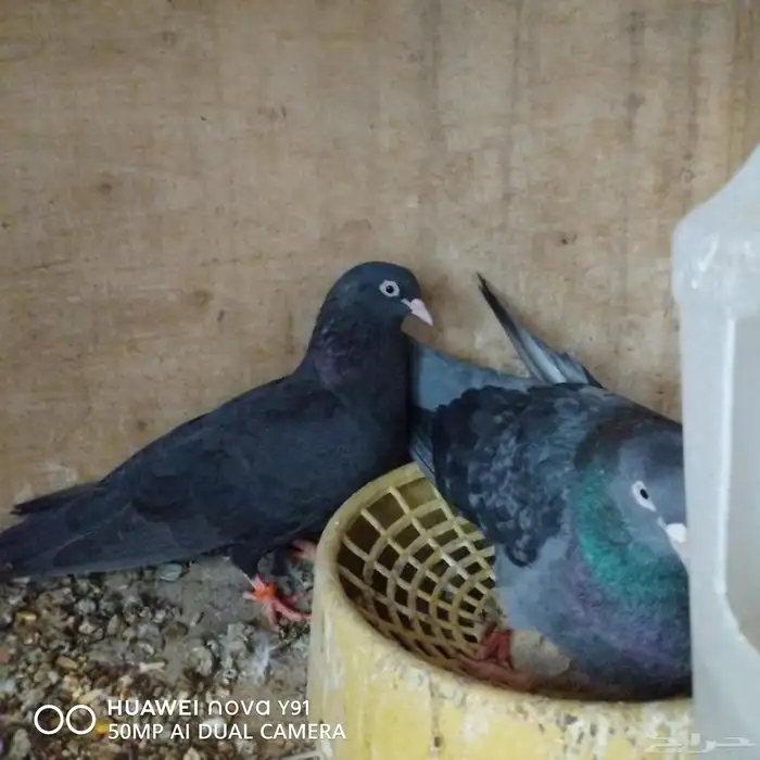 للبيع الموقع الاحساء الشرقية 2