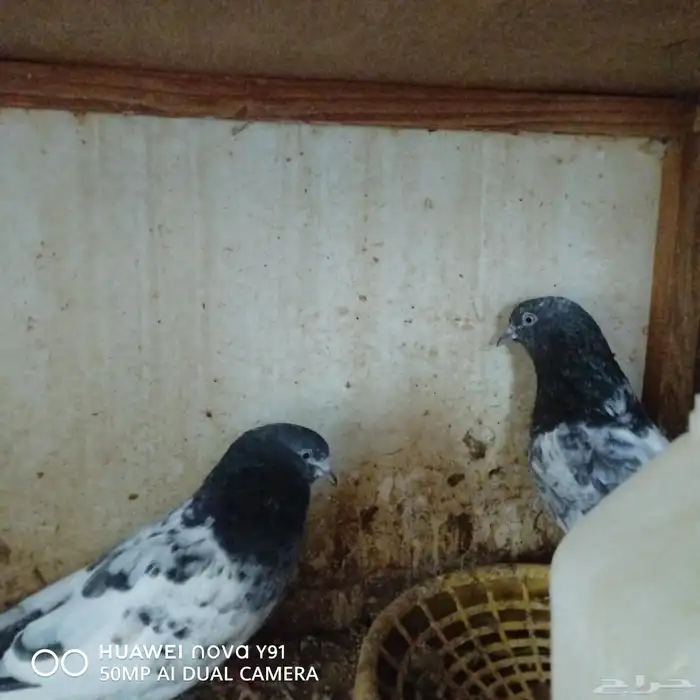 للبيع الموقع الاحساء الشرقية 1