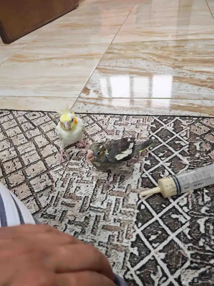 فروخ غر كروان 0