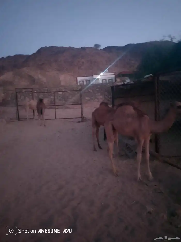 حشوان وبكره علا حليب اماتها 1