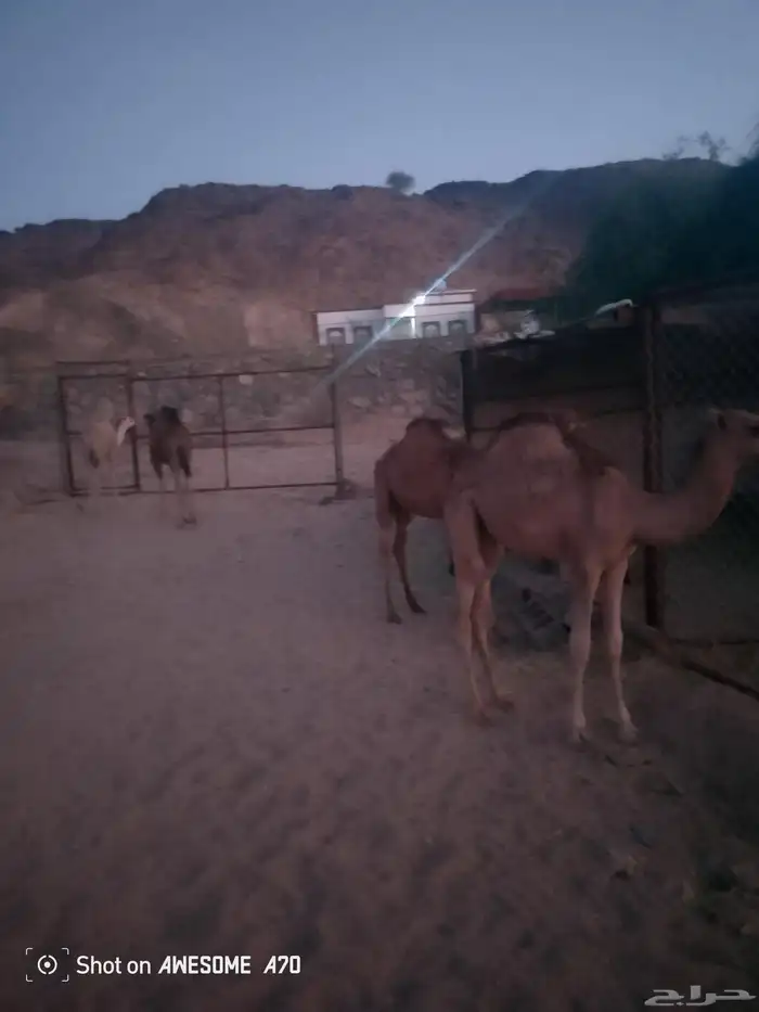 حشوان وبكره علا حليب اماتها 2