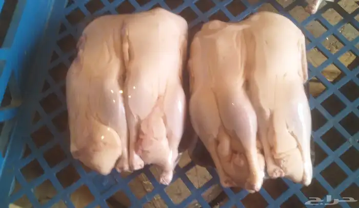 بط بكيني تبي مذبوح ولا حي متوفر كميه طيبه اصحاب المحلات واصح 0