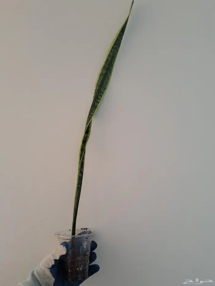 عرض مجموعة نباتات داخلية للبيع 1