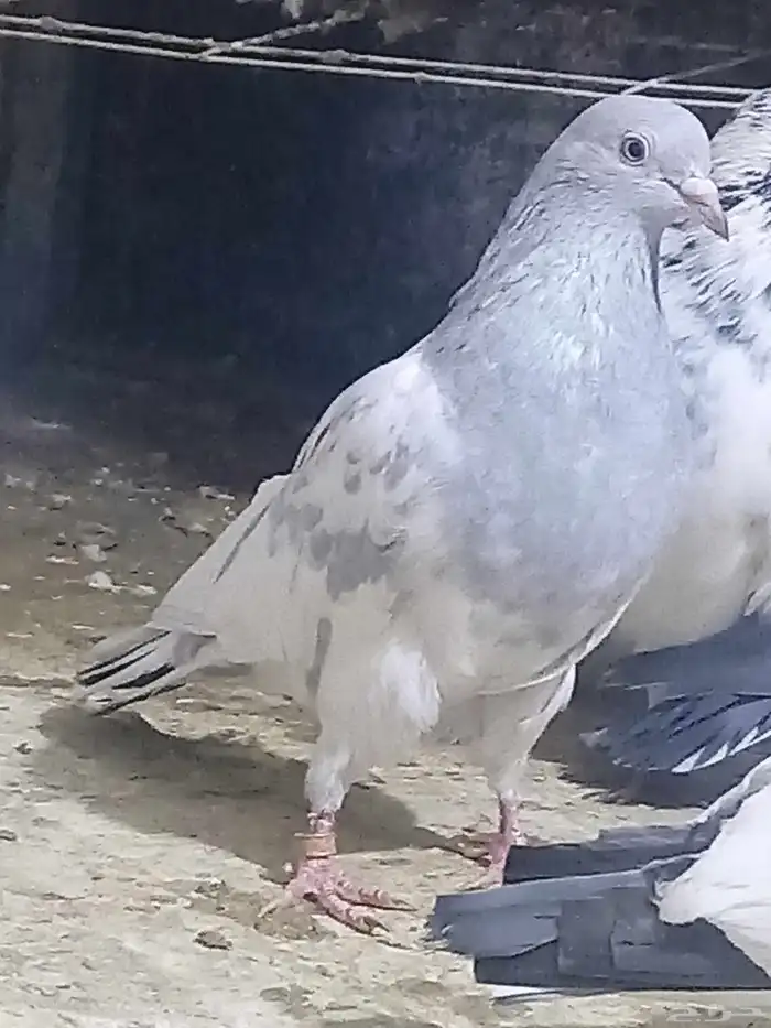 حمام باكستاني 1