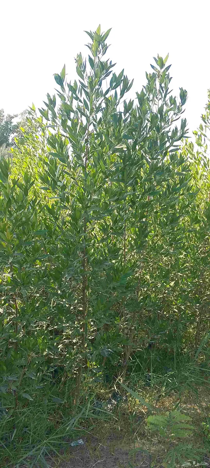 بيع وتوزيع اشجار 9
