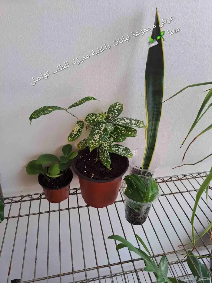مجموعة نباتات داخلية للبيع 0