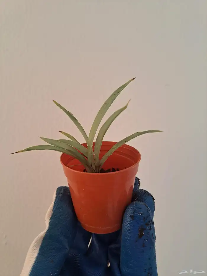 عرض مجموعة نباتات داخلية للبيع 2