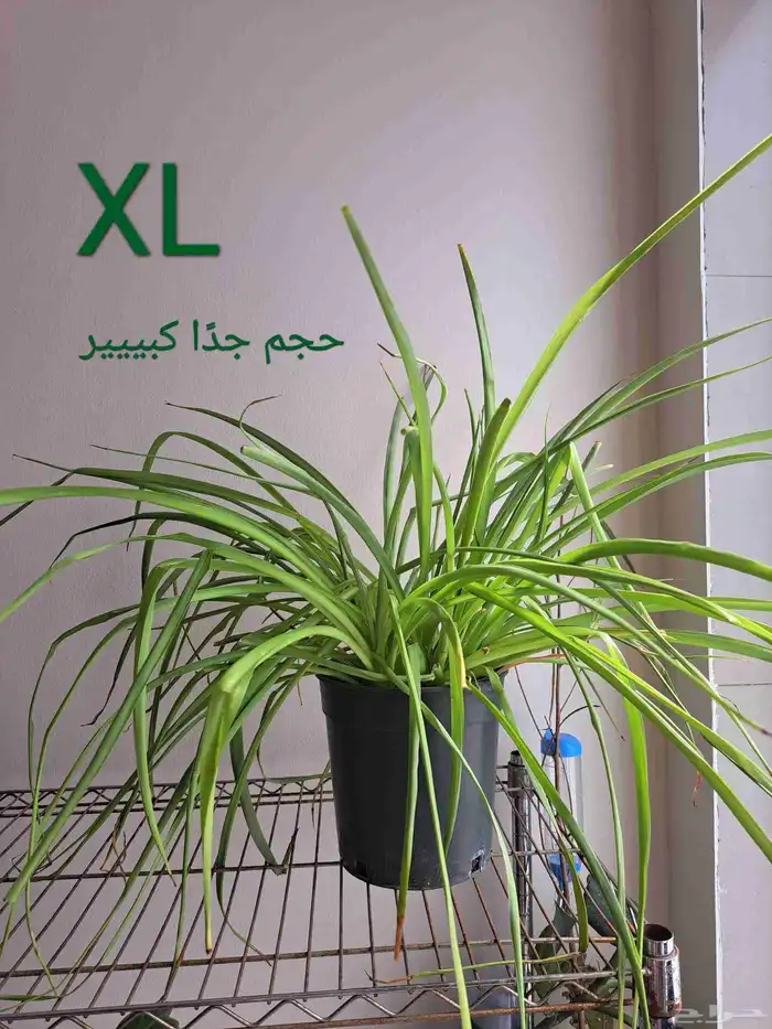 نبتة داخلية عنكبوت (سبايدر ) تم البيع XL 0