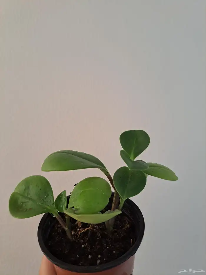 مجموعة نباتات داخلية للبيع 1