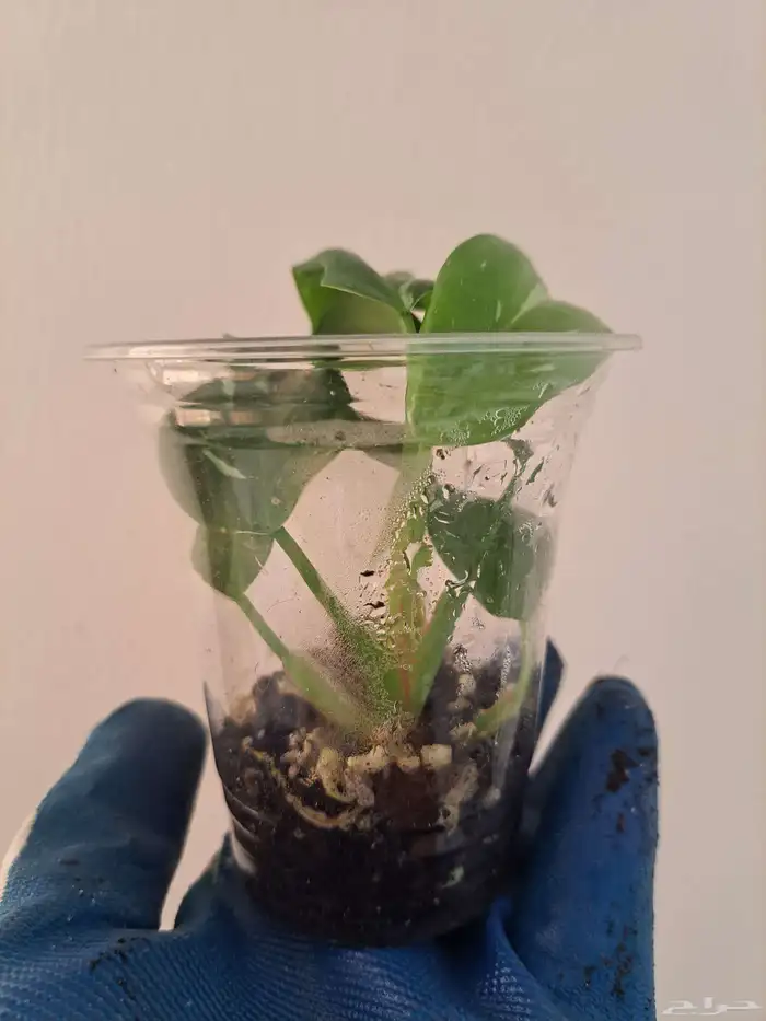 مجموعة نباتات داخلية للبيع 4