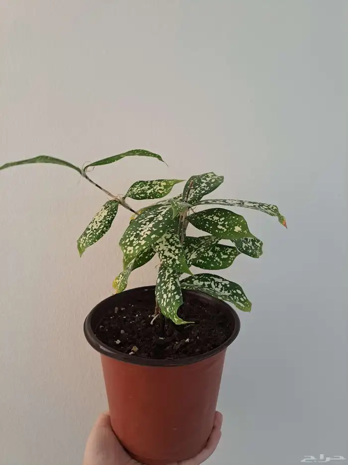 مجموعة نباتات داخلية للبيع 2