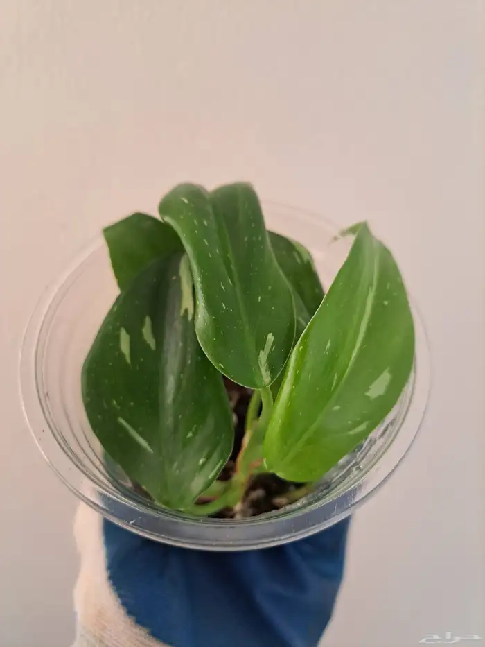 مجموعة نباتات داخلية للبيع 3