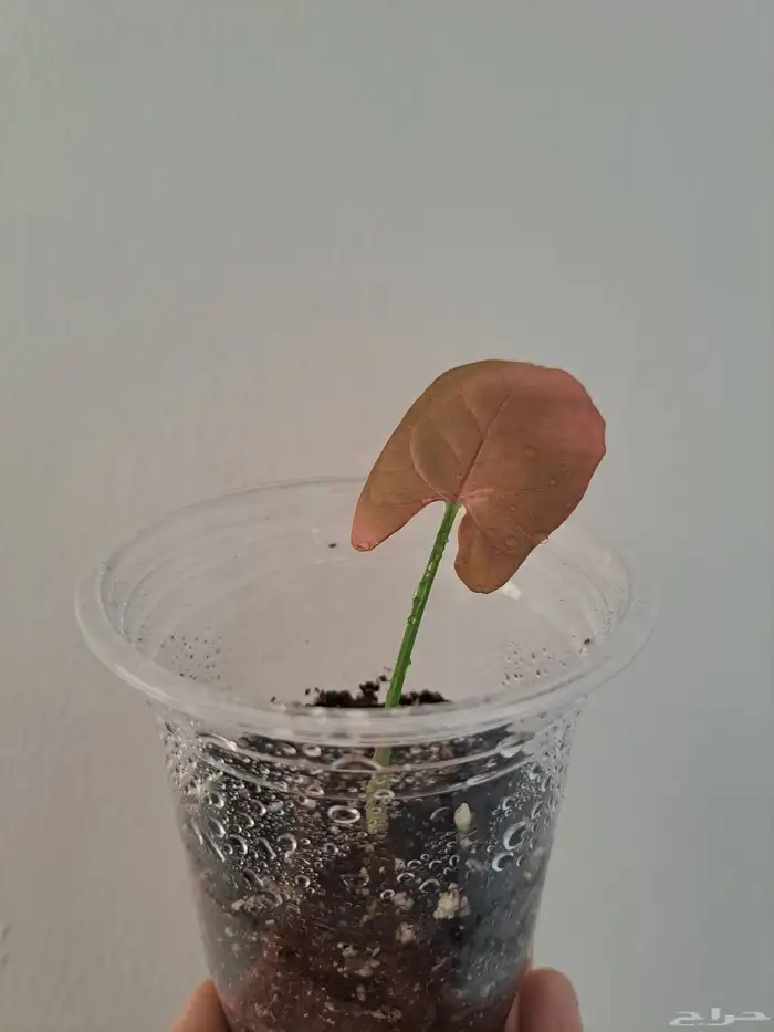 عرض مجموعة نباتات داخلية للبيع 3