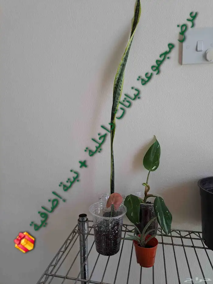 عرض مجموعة نباتات داخلية للبيع 0