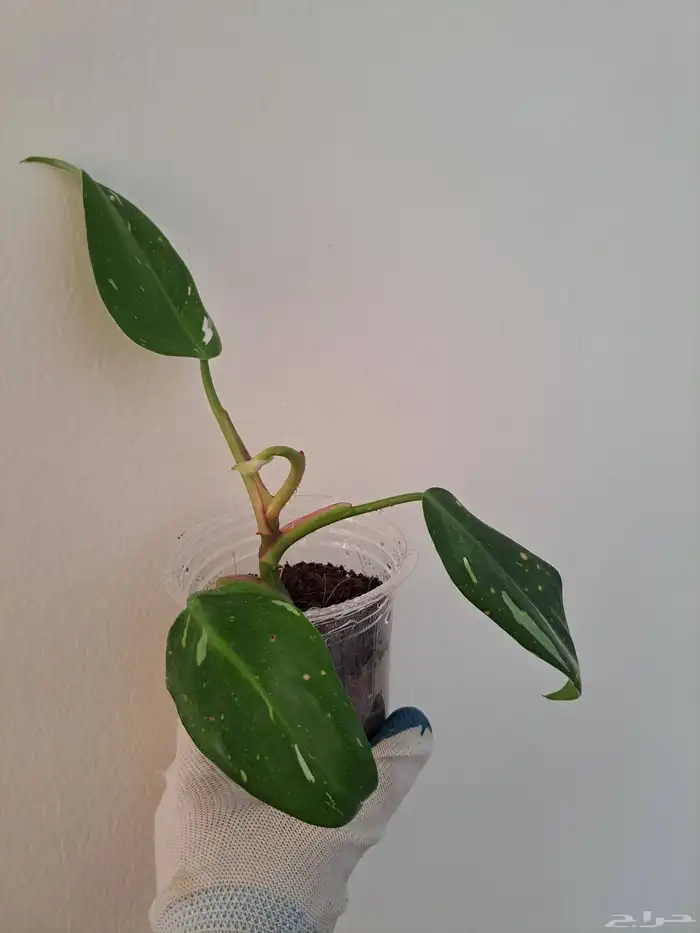 عرض مجموعة نباتات داخلية للبيع 4