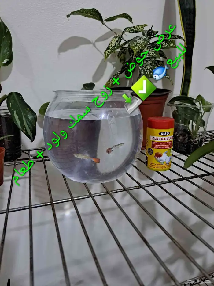 عرض سمك زينة جوبي للبيع 0