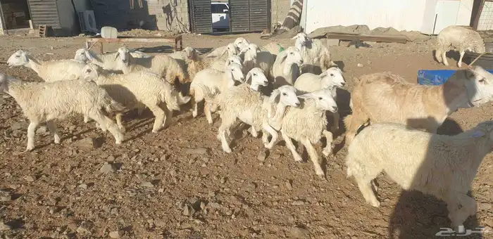 ذبايح حري سواكني تيوس يوجد ذبح توصيل شاهد تقييمات 7